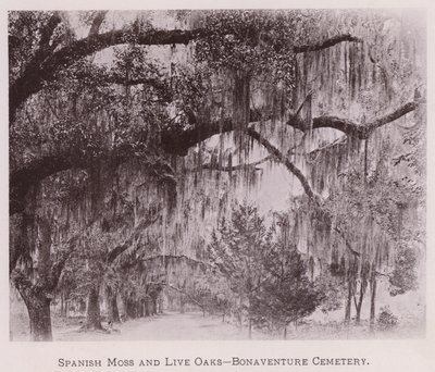Spaans Mos en Live Oaks, Bonaventure Cemetery (zw/w foto) door American Photographer (after)