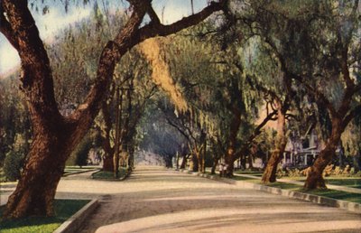 Avenue of Pepper Trees, Pasadena (kleurenfoto) door American Photographer