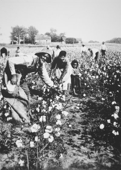 Zwarte katoenplukkers, ca. 1900 door American Photographer