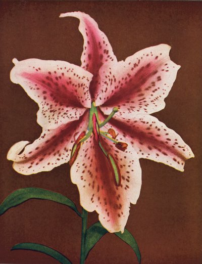 Lelies: Lilium Auratum, Crimson Queen (kleurenfoto) door American Photographer