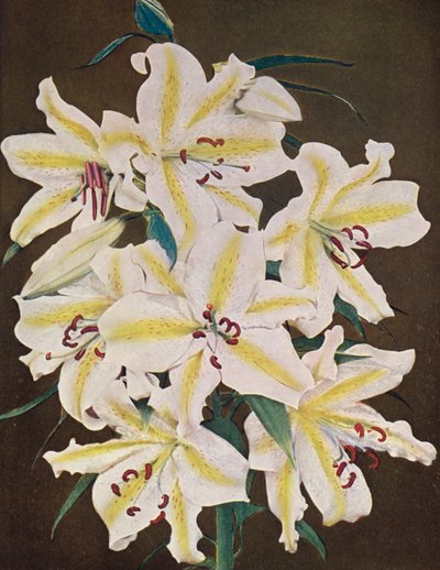 Lelies: Lilium Auratum Platyphyllum (kleurenfoto) door American Photographer