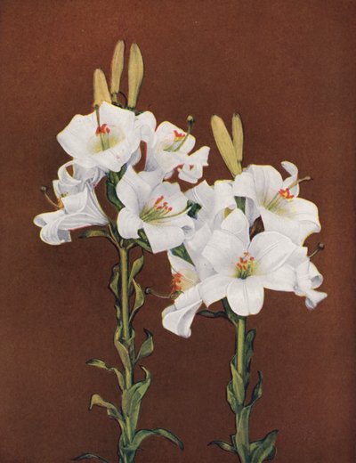 Lelies: Lilium Candidum (kleurenfoto) door American Photographer