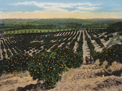 Orange Grove bij Colfax, Californië (kleurenfoto) door American Photographer