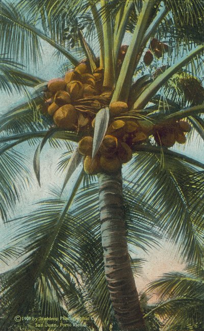 Porto Rico / Puerto Rico: Cacaosnoten kweken in Porto Rico (kleurenfoto) door American Photographer