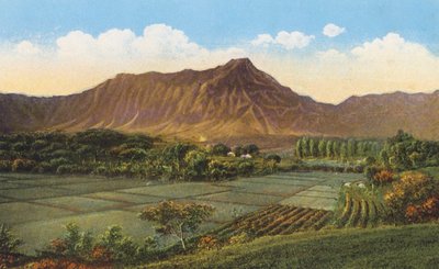 Rijstvelden, Oahu (kleurenfoto) door American Photographer