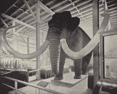 De Grote Siberische Mammoet door American Photographer
