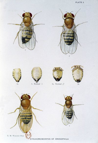Bijen - in "Bijdragen aan de genetica van Drosophila melanogaster", Thomas H. Morgan door American School
