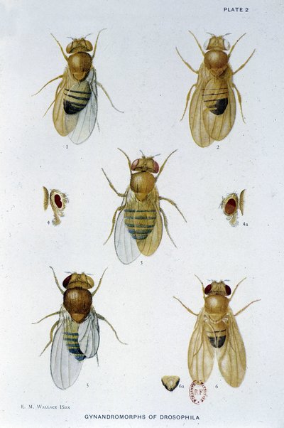 Bijen - in 