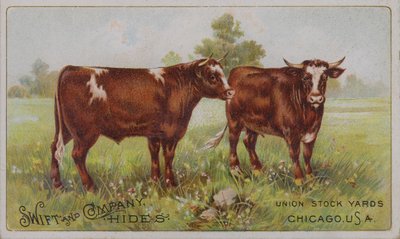 Amerikaanse handelskaart die Swift and Company dierenvellen adverteert, Union Stock Yards, Chicago, Illinois door American School
