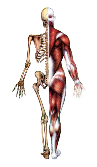 Anatomische Afbeelding van het Menselijk Skelet en Spieren door American School