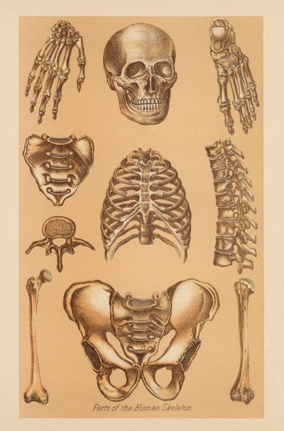 Anatomische Studie van het Menselijk Skelet door American School