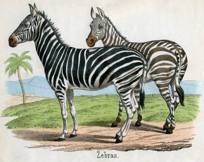 Antieke prent van zebra