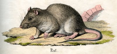 Antieke Print van een Rat door American School