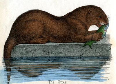 Antieke prent van een otter door American School