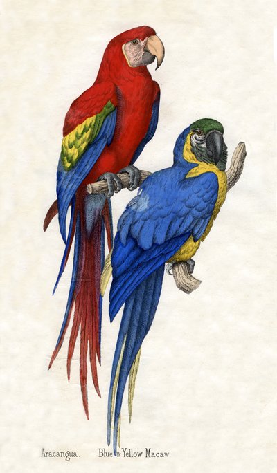 Aracangua en Blauw-gele Ara, uit De Natuurlijke Historie van Dieren door American School