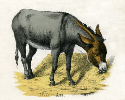 Ezel, uit De natuurlijke historie van dieren door American School