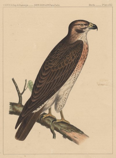 Vogels, plaat XII door American School