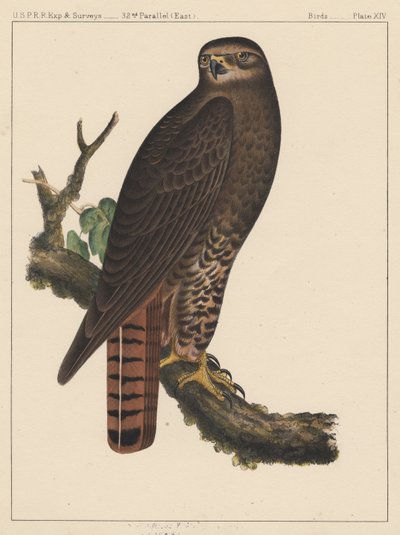 Vogels, plaat XIV door American School