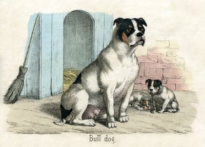 Bulldog, uit The Natural History of Animals door American School