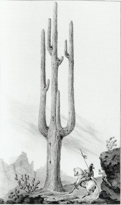 Cereus Giganteus door American School