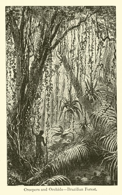 Klimplanten en orchideeën, Braziliaans bos door American School