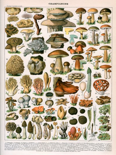 Decoratieve prent van 