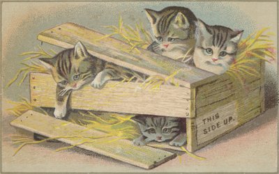 Kittens in een gebroken krat door American School
