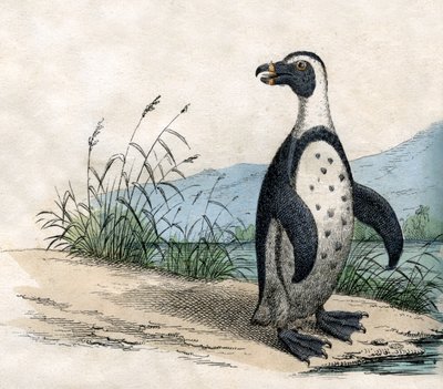 Magelhaenpinguïn, uit The Natural History of Animals door American School