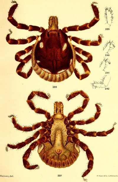 Mannelijke Ablyomma Americanum, illustratie uit "Cattle ticks (Ixodoidea) of the United States" door D. E. Salmon en Charles Wardell door American School