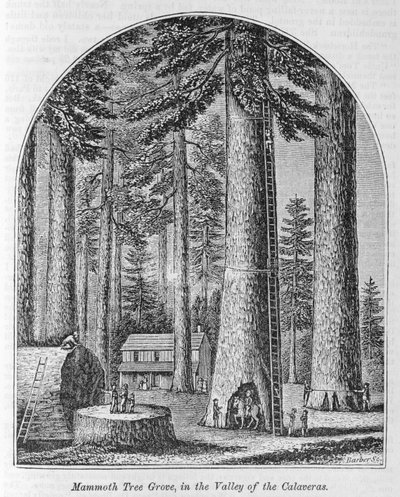 Mammoetboomgaard in de Vallei van de Calaveras, uit 