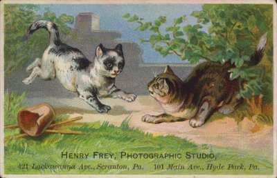 Speelse kittens door American School