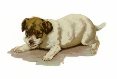 Puppy aan het spelen door American School