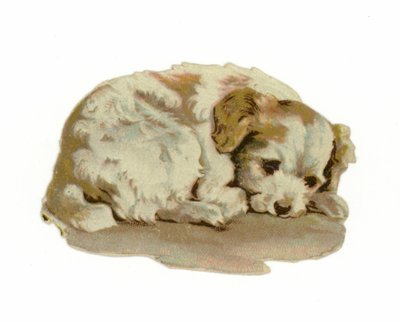 Puppy aan het slapen door American School