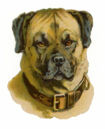 Rottweiler hondenkop door American School