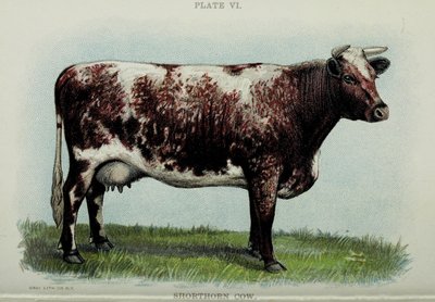 Korthoorn koe, uit "Biggle Cow Book" door Jacob Biggle, 1898 door American School