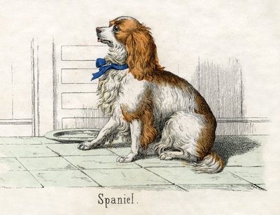 Spaniël, uit De Natuurlijke Geschiedenis van Dieren door American School