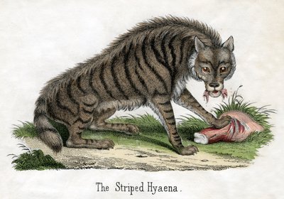Gestreepte Hyena, uit De Natuurlijke Geschiedenis van Dieren door American School