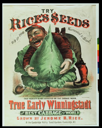 Probeer Rices Seeds, de beste kool ter wereld door American School
