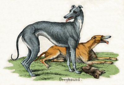 Twee windhonden, uit De natuurlijke historie van dieren door American School