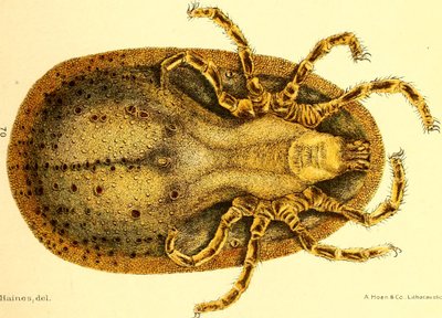 Ventrale weergave van Argus Miniatus, illustratie uit 
