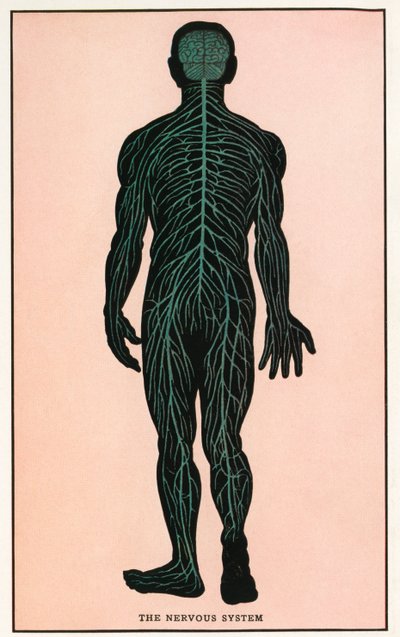 Vintage Anatomische Afdruk van het Menselijk Zenuwstelsel door American School