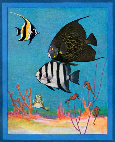 Vintage Afdruk van een Zoutwateraquarium met Tropische Vissen door American School