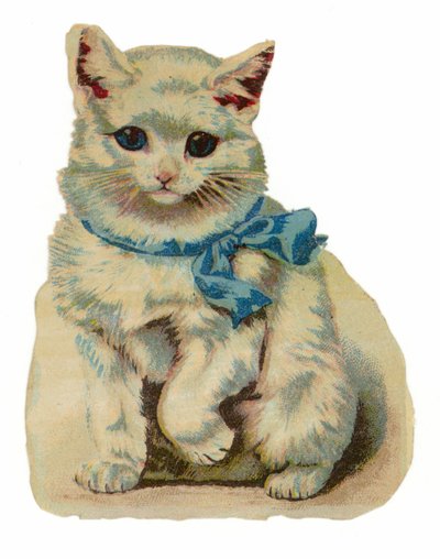 Witte kat met blauwe strik door American School