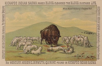 Witte wolven die een buffelstier aanvallen door American School
