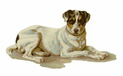 Jonge hond liggend door American School