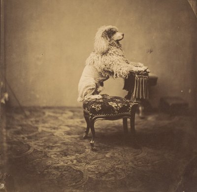 [Poedel van keizerin Eugénie], 1850s door Andre Adolphe Eugene Disderi