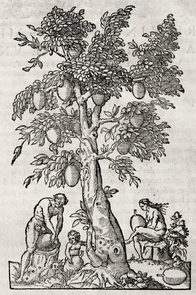 Broodvruchtboom, gravure door Andre Thevet