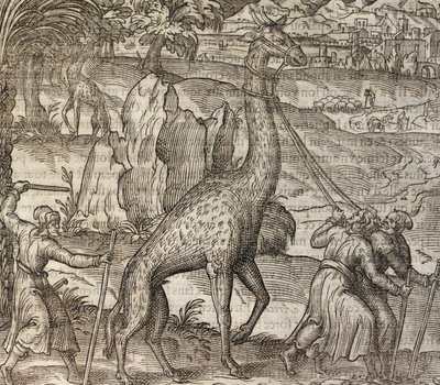 Giraffe, gravure uit Cosmographie Universelle door Andre Thevet