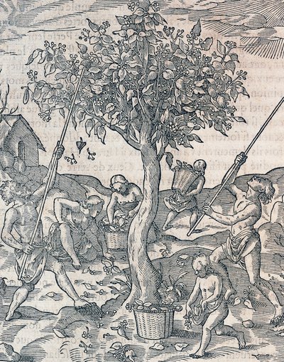 Oogsten van peper op het eiland Java, gravure uit Universal Cosmology door Andre Thevet, Parijs door Andre Thevet