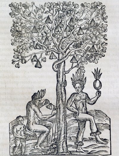 Nana fruit, tropische geneeskrachtige plant (gravure) door Andre Thevet